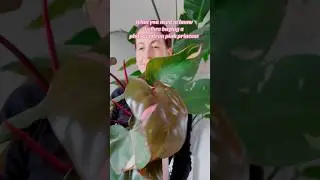 Should you cut pink leaves on a #philodendronpinkprincess? #pinkprincess #philodendron #plantfacts