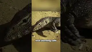Why This Clever Bird Protects Crocodile Eggs