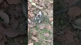 Protect the baby 30 January 2026 #shorts #monkey #animals #animals #cute #shortsfeed #shortvideo