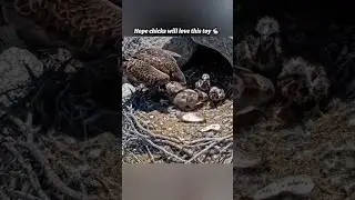 Eagle cam  #growyoutube #viralshorts #boostshorts  #ytviralshorts #makeshortsviral #freefire