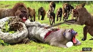 Lions are Killed by Their Prey - Lions Receives Fierce Attacks From The Buffalo Herd, Crocodile
