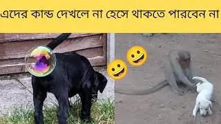 Funny animal video bangla | funny animal video 2022 |