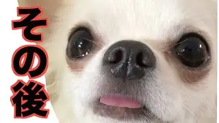 【報告動画】喧嘩動画のその後です。おもちとショコラを見てほしいです。