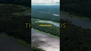 The Amazon Makes Its Own Weather 🌧️🌳 #AmazonRainforest #MindBlowingNature #ClimateFacts