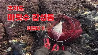 추자도야영낚시(초등감성돔)_큰연목