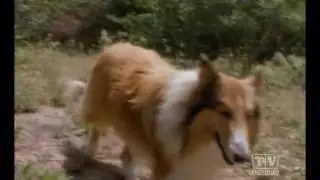 The New Lassie (Season 1 Eps.5)
