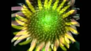 A flower transformation . . .