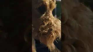 Aridale purebred dog doggie dogo dog-o wow