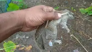 বনের দুরন্ত প্রাণী আমার হাতে। Bong Roll Agro #squirrel #viral #trending #nature #agro