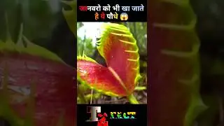 मांसाहारी पेड़ पौधे / Carnivorous Plants #Shorts #Shorts #shortvideo #Fact #Facts #t2fact