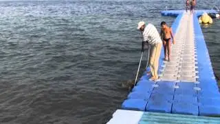 THATS WHY SHARK ATTACK PEOPLE IN SHARM EL SHEIKH, EGYPT   Spectator  Spectator
