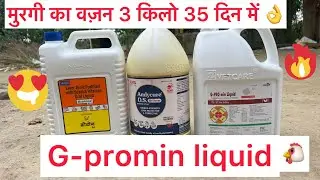 मुरगी🐔का वजन तेज़ी से बड़ाने का आसान तरीक़ा😱।growth promoter for poultry|G-PROMIN growth promoter|