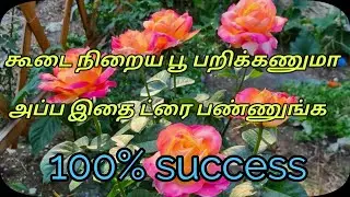 zero budget fertilizer #Add this to your terrace rose plant you will be shock# more blooming tips 1