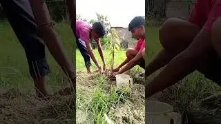#1million #please #vews #1tree #tree #subscribe #trending 🌳#shortsfeed 🌳🌳🌳🌳🌳
