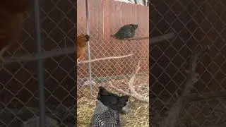 Chicken Misses the Perch #backyardchickens NTU