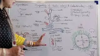 Morphology of obelia colony by Prof Alka Vyas