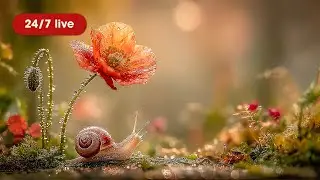 24/7 Macro Garden Snail 🐌  | Calm Nature Loop + Soft Ambient
