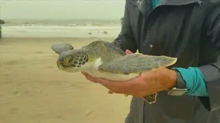 Hundreds of cold-stunned sea turtles released back into the gulf