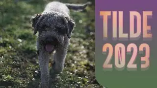 Tilde nel 2023, le avventure di un lagotto romagnolo nel corso dell'anno passato
