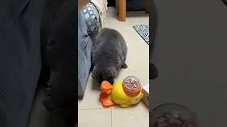 Never do these things to your cat 😿....#shorts #catlovers #funnycatvideos
