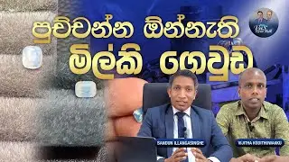 තාප පිරියම් නොකර මිල්කි ගෙවුඩවලින් මුදල් උපයන අලුත් සෆයර් වර්ගය