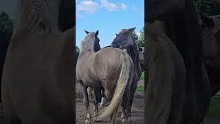 Когда ну оооочеень чешется! #horse #equestrian #love #nature #animals #funny #fun #horselife #horses