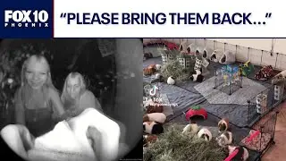 Dozens of guinea pigs stolen in Tucson area | FOX 10 Phoenix