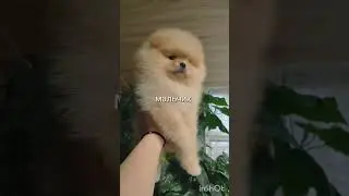#животные #spits #шпиц #spitz #померанский #померанскийщпиц #щенок #мишка #шпицуля #мейнкун