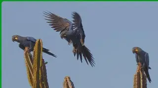 Arara azul de lear - Anodorhynchus leari #naturezasurpreendente #amazinganimals