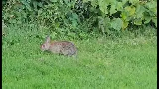 Lapin sauvage