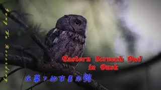 Eastern Screech Owl in Dusk 夜幕下的东美角鸮