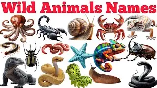 Wild Animal Names In English & Hindi With Fun Facts | Preschool Learning |Educational Video For Kids