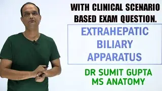 Extrahepatic biliary apparatus