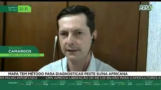 MAPA tem m&eacute;todo para diagnosticar peste su&iacute;na africana