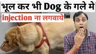 Dog के neck मे swelling ? Traumatic Cellulitis in Labrador Dog.