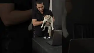 Can dogs watch movies?
