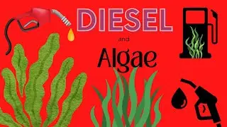 Algae and diesel fuel tanks