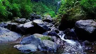 Green Forest Landscape - River Tranquil for Relax, Sleep and Sweet Dream