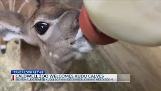 Caldwell Zoo welcomes six antelope calves
