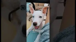 The puppy stage of Yuki was brutal he was a land shark🦈#dogshorts #puppy #pup #puppies #pets #funny