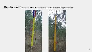 AIM2021 Phenotyping of Pine Tree Architecture with Stereo Vision and Deep Learning