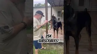Doberman Milestone Madness: Vader Hits 25K Subs! 🐶🎉