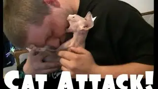 Giving A Hairless Cat Raspberries