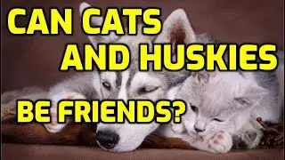Do Cats Get Along With Huskies?