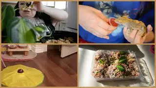 VLOG | Trying a prop box, planting seeds, feeding pets, and more!
