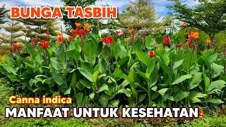 Польза канна лилии для здоровья ‼️ Canna indica #canna lilyflower #cannalily cannaflower