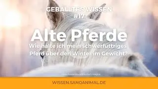 GEBALLTES WISSEN #17 Alte Pferde: Wie halte ich mein Pferd &uuml;ber den Winter im Gewicht?
