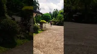 Cute Dog Adventure: Shih Tzu Luchi goodbye for now #batisaramin #cute #shorts