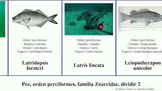 Pez, orden perciformes, familia Zoarcidae, dividir 2 liparis fish del americana decora pectoralis