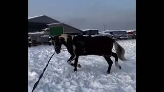 Багз Банни сравнение до/после 16.01.2026